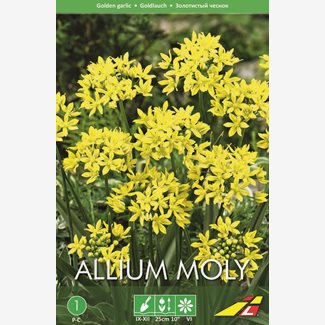 Allium Molly