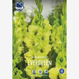 Gladiol, Evergreen