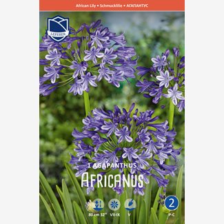 Afrikas blå lilja, Agapanthus