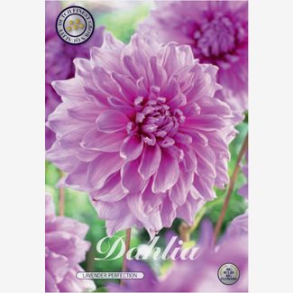 Dahlia, Lavender Perfection