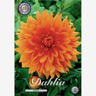 Dahlia, Omega