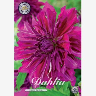 Dahlia, Purple Taiheijo