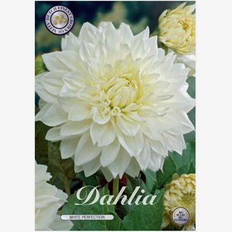 Dahlia, White Perfection