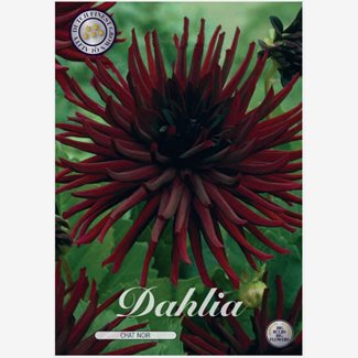 Dahlia, Chat Noir