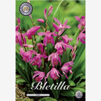Hyacintorkide, Bletilla Rose