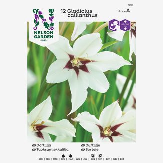Doftlilja, Gladiolus murielae, vit