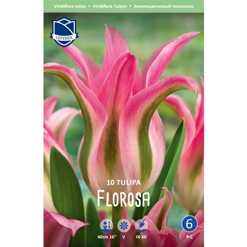 Tulpan, Viridiflora, Florosa