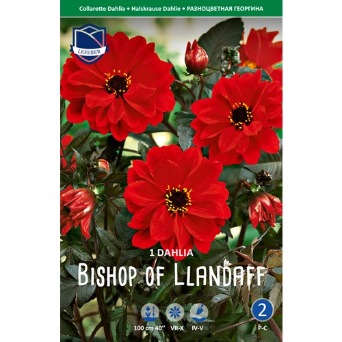 Dahlia, Bishop of Llandaff
