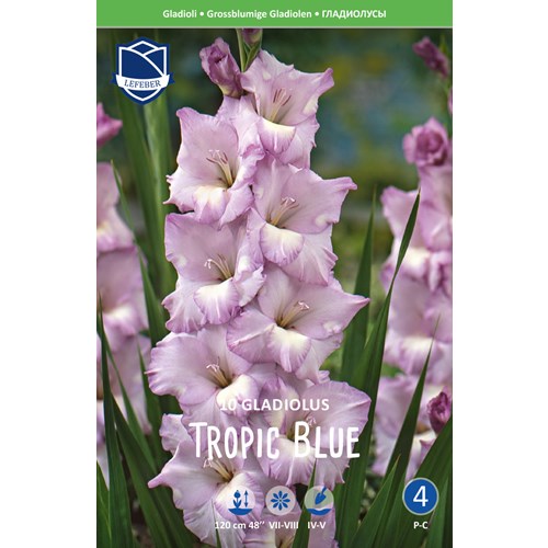 Gladiol, Tropic Blue