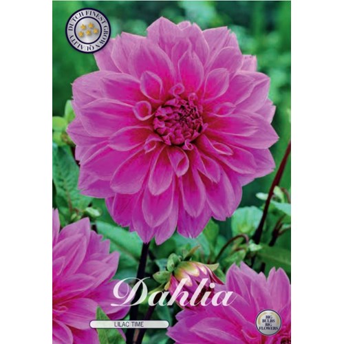 Dahlia, Lilac Time