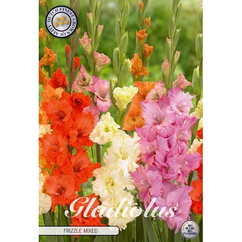 Gladiol, Frizzle mixed