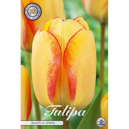Tulpan, Darwin, Beauty of Spring