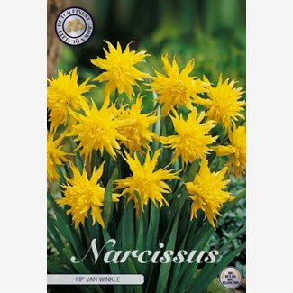 Narciss, Botanisk, Rip van Winkle