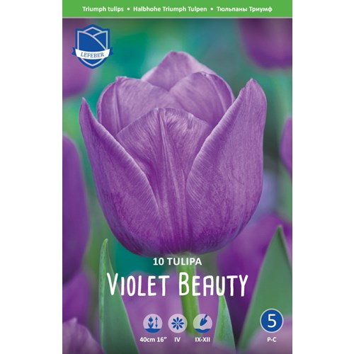 Tulpan, Triumf, Violet Beauty