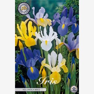Iris, Holländsk Blandade sorter