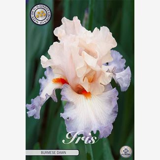Iris Germanica, Burmese dawn