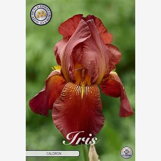 Iris Germanica, Caldron