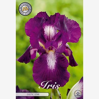 Iris Germanica, Exotic star