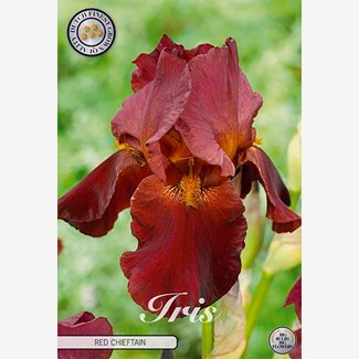 Iris Germanica, Red Chieftain