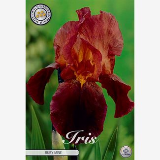 Iris Germanica, Ruby mine
