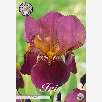 Iris Germanica, Senlac