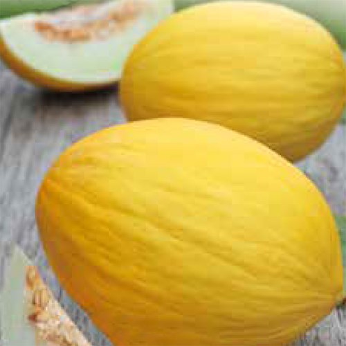 Melon, Honungsmelon, Jaune Canari 2