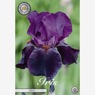 Iris Germanica, Sable