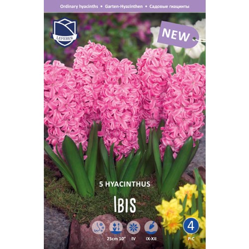 Hyacint, Ibis