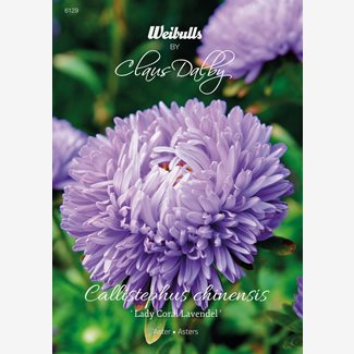 Aster, Lady coral lavender