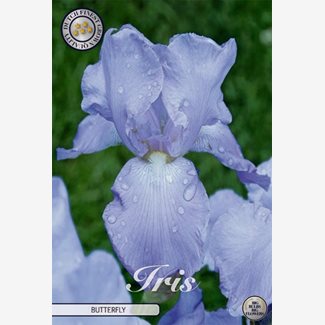 Iris Germanica, Twice Delightfull